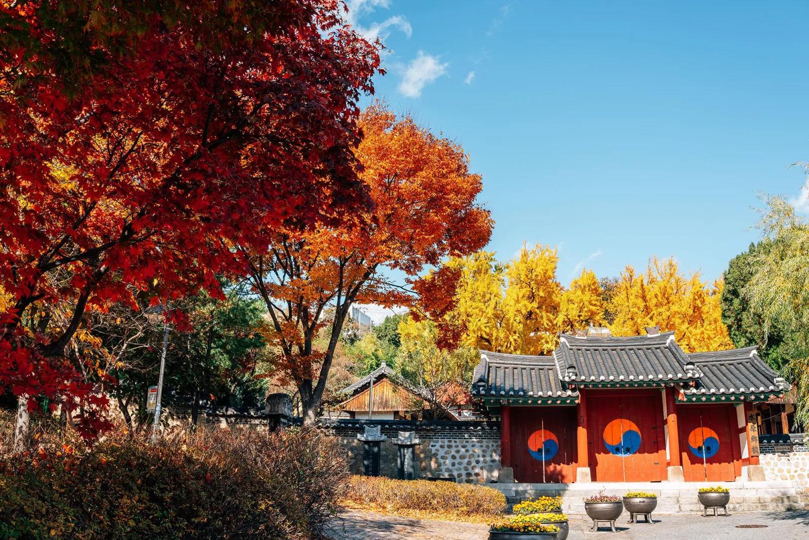 Autumn maples and a traditional pavilion at the Korean Folk Village